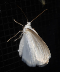 Lomographa vestaliata