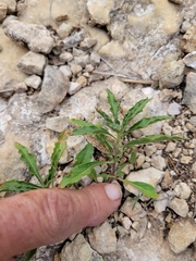 Chamaesaracha edwardsiana