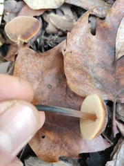 Macrocystidia cucumis