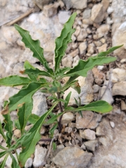 Chamaesaracha edwardsiana