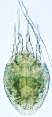 Acaridae