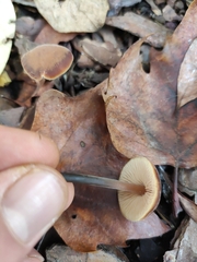 Macrocystidia cucumis