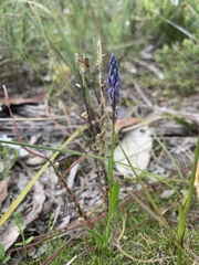 Comesperma calymega