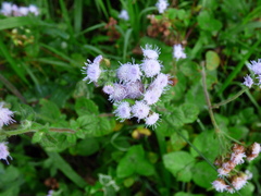 Ageratum houstonianum