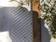 Ceratophyllum