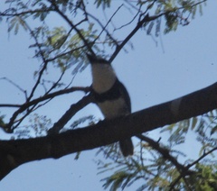 Notharchus hyperrhynchus