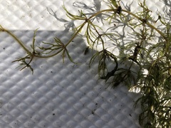 Ceratophyllum