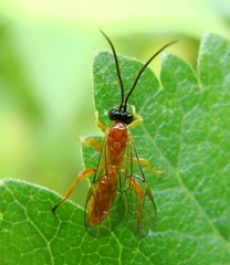 Theronia hilaris