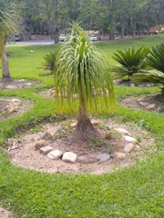 Beaucarnea recurvata