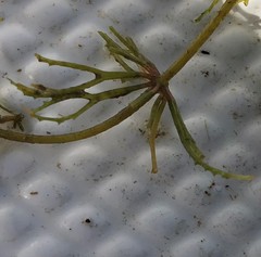 Ceratophyllum