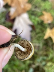 Psilocybe allenii