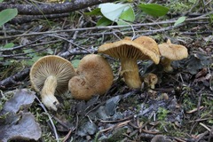 Inocybe dulcamara