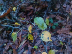 Pyrus communis pyraster