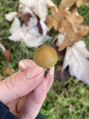 Psilocybe allenii