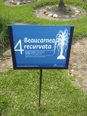 Beaucarnea recurvata