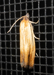 Eucosma