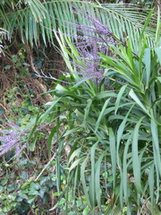 Cordyline stricta