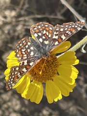 Euphydryas chalcedona hennei