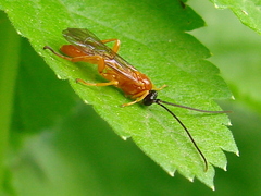 Theronia hilaris
