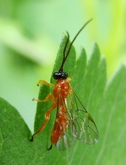 Theronia hilaris