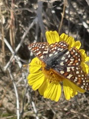 Euphydryas chalcedona hennei