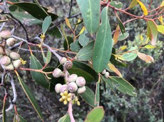 Eucalyptus arenacea