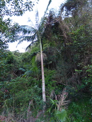 Archontophoenix cunninghamiana