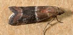 Moodna ostrinella