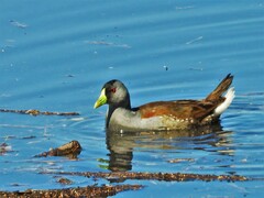 Porphyriops melanops