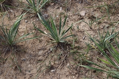 Yucca arkansana