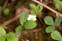 Fragaria virginiana