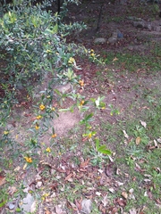 Pyracantha angustifolia