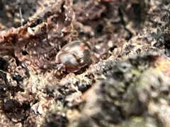 Stelidota geminata