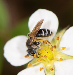 Andrena nasonii
