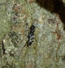 Ampulex canaliculata