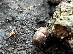 Stelidota geminata