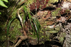 Notogrammitis billardierei