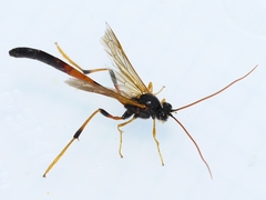 Therion circumflexum