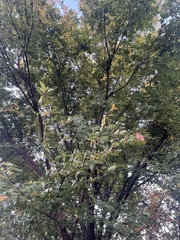 Cercis canadensis