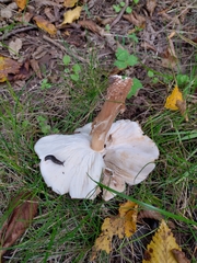 Echinoderma