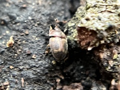 Stelidota geminata