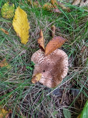 Echinoderma