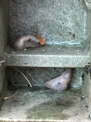 Deroceras reticulatum