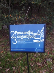 Pyracantha angustifolia