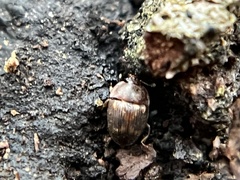 Stelidota geminata