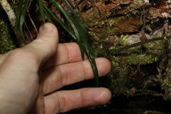 Notogrammitis billardierei