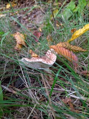 Echinoderma
