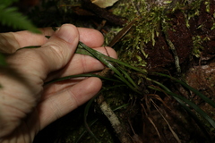 Notogrammitis billardierei