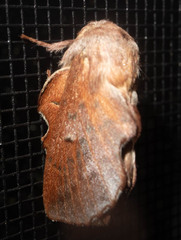 Phyllodesma americana