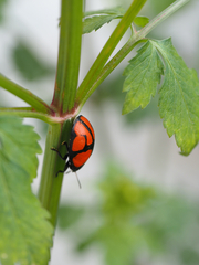 Ogdoecosta biannularis
